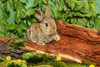 young dwarf rabbit on tree trunk