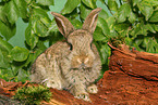 young dwarf rabbit on tree trunk