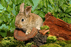 young dwarf rabbit on tree trunk