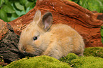 young dwarf rabbit