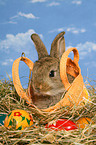 young dwarf rabbit at Easter