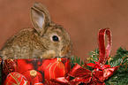 young dwarf rabbit at christmas