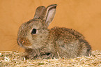 young dwarf rabbit