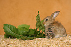 eating young dwarf rabbit