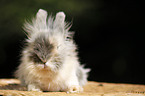 pygmy bunny