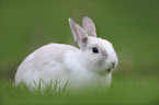 dwarf rabbit