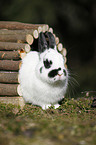 dwarf rabbit