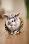 dwarf rabbit