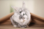 dwarf rabbit