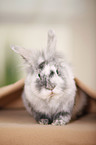 dwarf rabbit