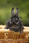 dwarf rabbit