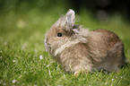 dwarf rabbit