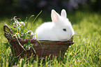 young dwarf rabbit