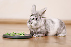 dwarf rabbit