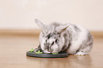 dwarf rabbit