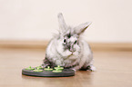 dwarf rabbit