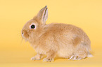 dwarf rabbit