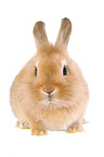 dwarf rabbit