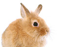 dwarf rabbit portrait