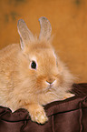 dwarf rabbit