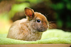 dwarf rabbit