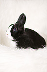 dwarf rabbit