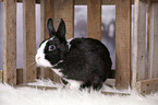 dwarf rabbit