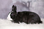 dwarf rabbit