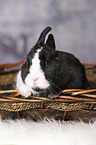 dwarf rabbit