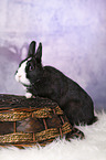 dwarf rabbit