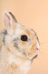 dwarf rabbit