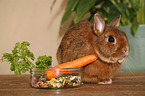 dwarf rabbit