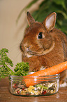 dwarf rabbit