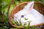 white dwarf rabbit