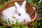 white dwarf rabbit