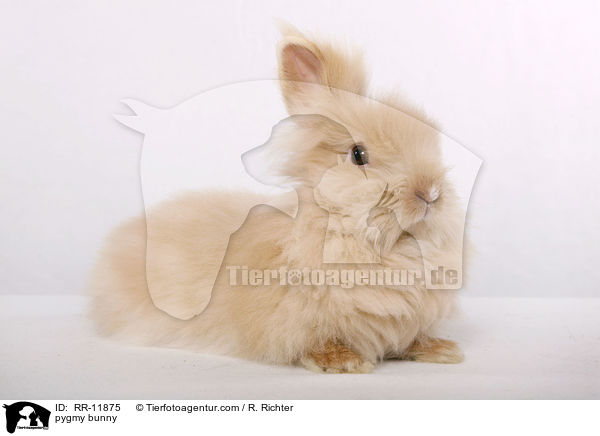 Teddyzwerg / pygmy bunny / RR-11875