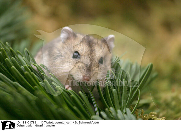 Dsungarischer Zwerghamster / Dzhungarian dwarf hamster / SS-01783