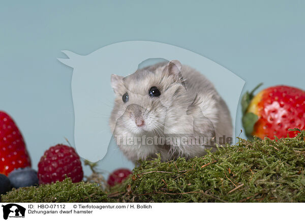 Dsungarischer Zwerghamster / Dzhungarian dwarf hamster / HBO-07112