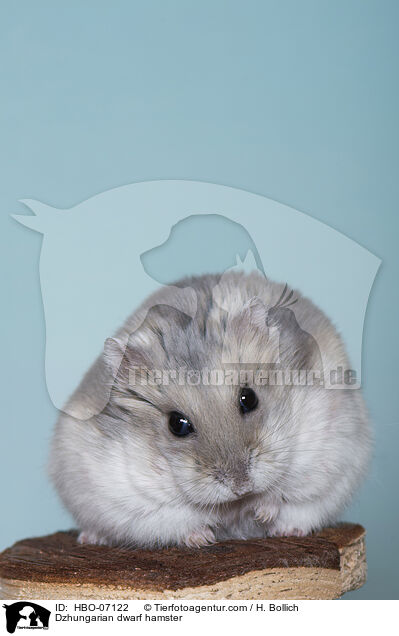 Dsungarischer Zwerghamster / Dzhungarian dwarf hamster / HBO-07122