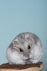 Dzhungarian dwarf hamster