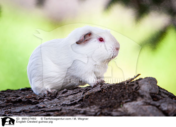 English Crested Meerschweinchen / English Crested guinea pig / MW-07460