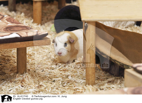English Crested Meerschweinchen / English Crested guinea pig / KJ-01740