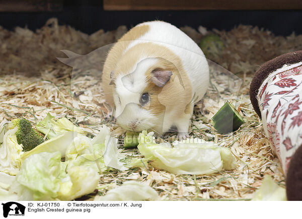English Crested Meerschweinchen / English Crested guinea pig / KJ-01750