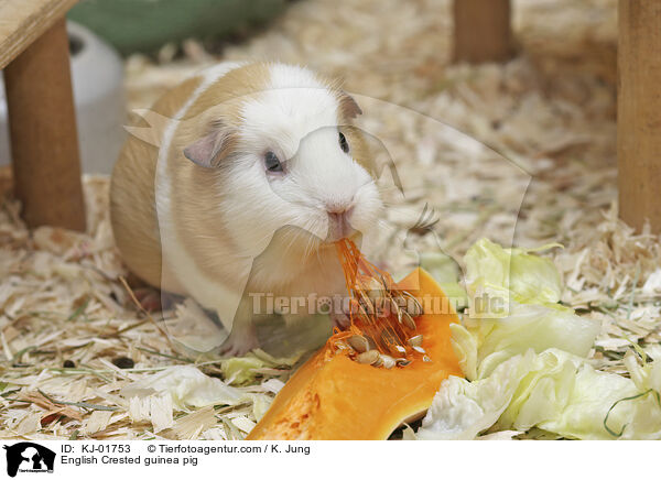 English Crested Meerschweinchen / English Crested guinea pig / KJ-01753