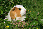 English Crested Guinea Pig in the meadow