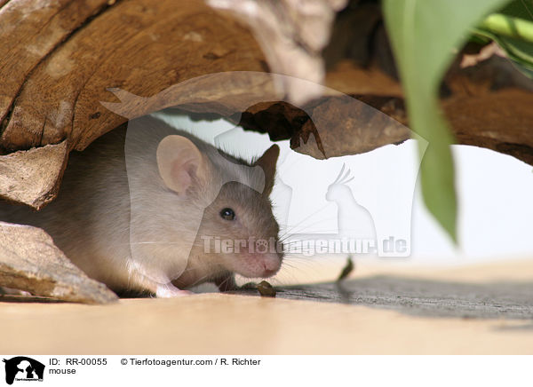 Farbmaus versteckt sich unter einer Wurzel / mouse / RR-00055