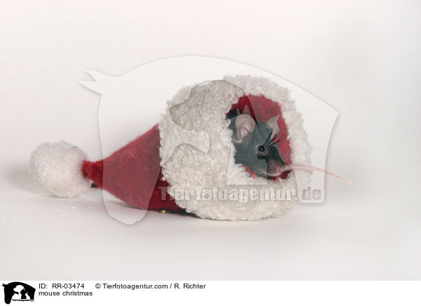 Farbmaus Weihnachten / mouse christmas / RR-03474