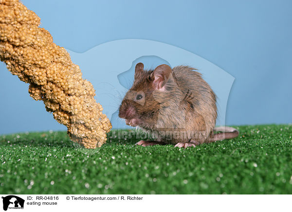 fressende Seidenmaus / eating mouse / RR-04816