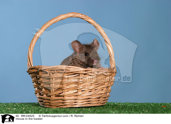 Seidenmaus im Krbchen / mouse in the basket / RR-04825