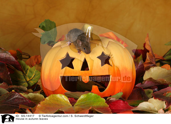 Farbmaus in Herbstlaub / mouse in autumn leaves / SS-14417